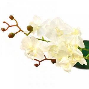 Цветок "Орхидея белая" с корнем 43см (Китай)
