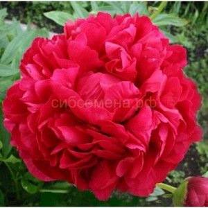 Пион травянистый Адольф Роузи 1шт СдС