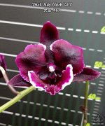 Phal. Miki Witch &#039;467&#039;
