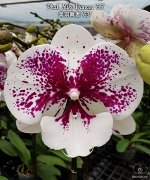 Phal. Miki Dancer &#039;63&#039;