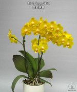 Phal. Sogo Shito