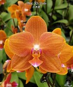 Phal. KS Pride