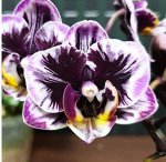 Phal. Miki Black Angel &#039;364&#039;