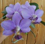 Phal. Yu-Yang Little Peacock &#039;387&#039;