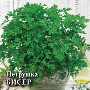 Петрушка Листовая Бисер скороспелая 2гр Гавриш/БП