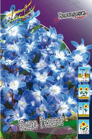 Хионодокса Ярко-синий с белым центром Высота: 10-15