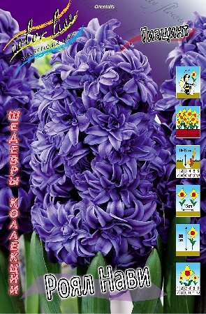 Гиацинт Насыщенно-фиолетовый Высота: 30см