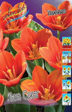 Тюльпан Оранжево-алый Высота: 15см
