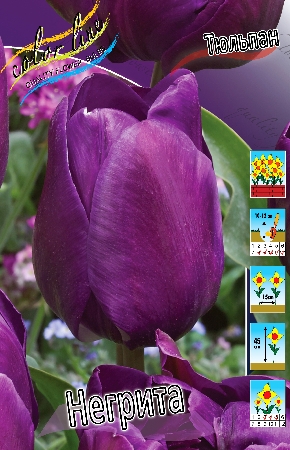 Тюльпан Темно-фиолетовый Высота: 45см
