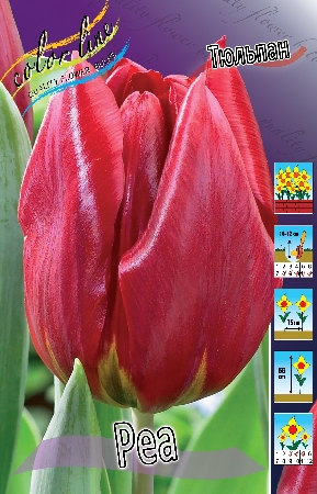 Тюльпан Рубиново-красный, очень глянцевый Высота: 45см