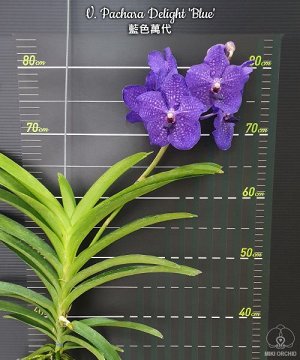 Орхидея ванда V. Pachara Delight 'Blue'