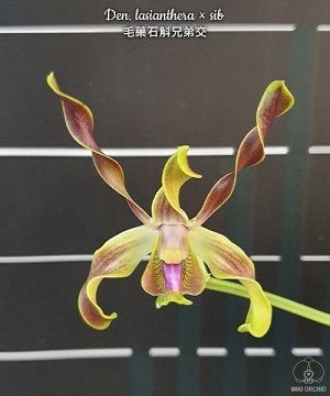 Den. lasianthera × sib