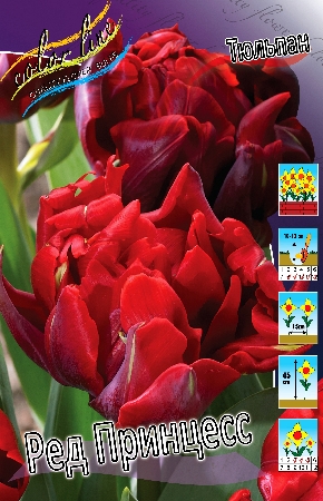 Тюльпан Тёмно-бордовый, при раскрытии в центре ярко-алый, на некоторых лепестках на кончиках зелёные штрихи Высота: 45см