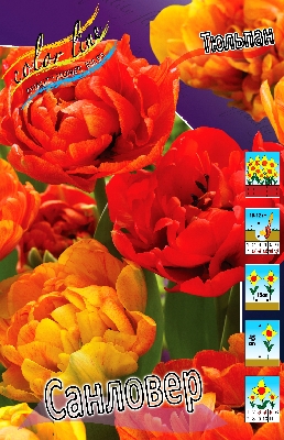 Тюльпан Оранжевый с красными "перьями" по лепестку пионовидный Высота: 45см