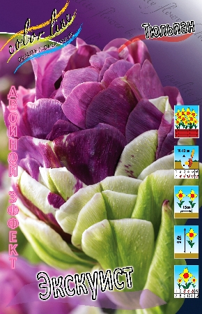 Тюльпан Сиренево-фиолетовый, многоярусный,нижние слои лепестков зелёные ГУСТОМАХРОВЫЙ Высота: 45см