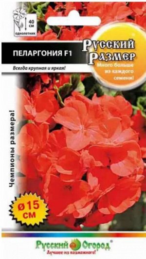Цветы Пеларгония Русский размер F1 ЦВ/П (НК) 5шт комнатное 35-40см