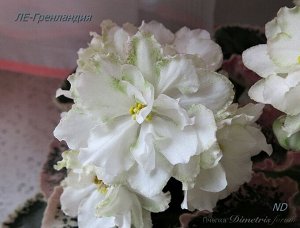 ЛЕ - Гринландия