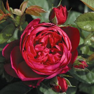 Роза Ascot Чайно-гибридная роза с ностальгической формой цветков. Кусты низкорослые, плотные, компактно растущие. Цветки диаметром 10-12 см, фиолетово-пурпурные, шарообразные, густо наполненные лепест
