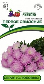 Астра китайская Первое свидание