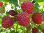 Малина Феникс крупноплодная (коробка) 1шт (Сиб сад)