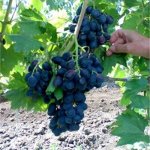 Виноград Галия (коробка) 1шт (Сиб Сад)