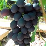 Виноград Ласточка (коробка) 1шт (Сиб Сад)