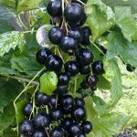 Смородина Добрыня черная (коробка) 1шт (Сиб сад)
