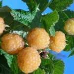 Малина Беглянка традиционная (коробка) 1шт (Сиб сад)