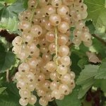 Смородина Смольяниновская белая (коробка) 1шт (Сиб сад)