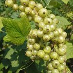 Смородина Снежная королева зеленоплодная (коробка) 1шт (Сиб сад)