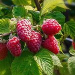 Малина Бриллиантовая ремонтантная (коробка) 1шт (Сиб Сад)