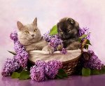 Набор алмазная мозайка 3D
