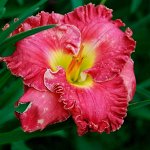 🌺 Предзаказ! Весенние луковичные цветы