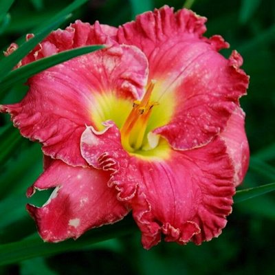🌺 Предзаказ! Весенние луковичные цветы