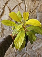 Филодендрон lemon lime