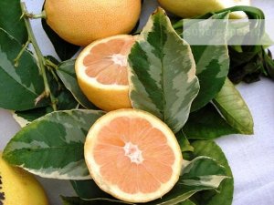 Лимон сангвинеум вариегатный