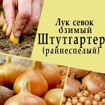 Лук- Севок &quot;Штуттгартер ризен&quot;, 21-24 мм