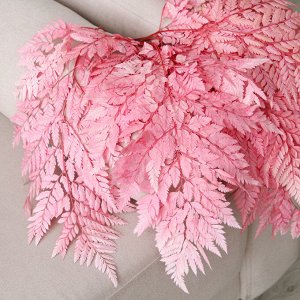 Сухоцвет «Папоротник», розовый, 10 шт. в упаковке