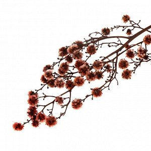 Сухие цветы «Молочай Миля» , 25 г, длина — 70 см, цвет розовый