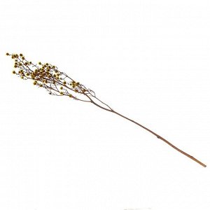 Сухие цветы «Молочай Миля» , 25, длина — 70 см, цвет жёлтый