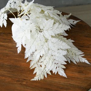 Сухоцвет «Папоротник», белый, 10 шт. в упаковке
