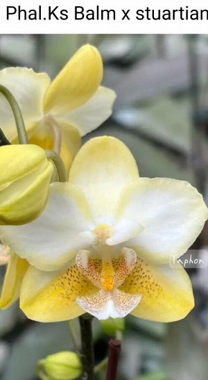 Орхидея фаленопсис  Phal.Sogo F4670