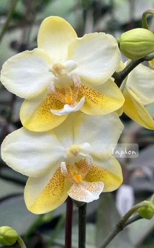 Орхидея фаленопсис  Phal.Sogo F4670