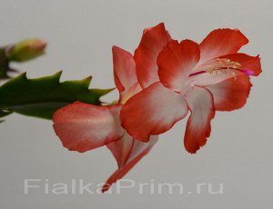 Шлюмбергера