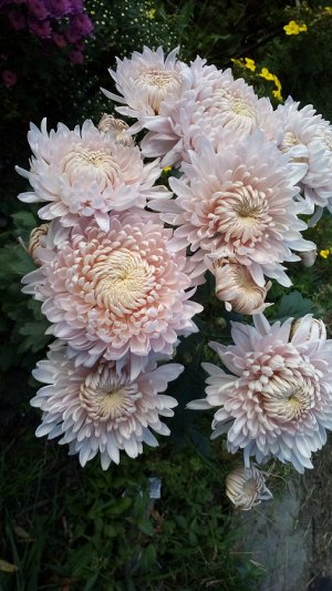 Фото Мое фото. сентябрь 2018г. начало цветения хризантемы корейской "Розовый сон"