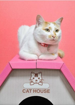 ХИТ!!! Домик для кошек картонный с когтеточкой