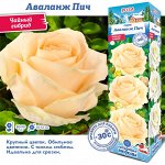 Роза Аваланж Пич (Чайно-гибридная) 1шт (Сиб сад)