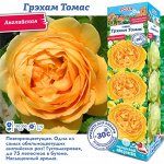 Роза Грэхам Томас (Английская) 1шт (Сиб сад)
