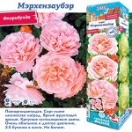 Роза Мерхензаубэр (Флорибунда) 1шт (Сиб сад)