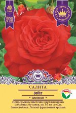 Роза Салита (Плетистая) &quot;Коллекционер&quot; (с этикеткой) 1шт (Сиб сад)
